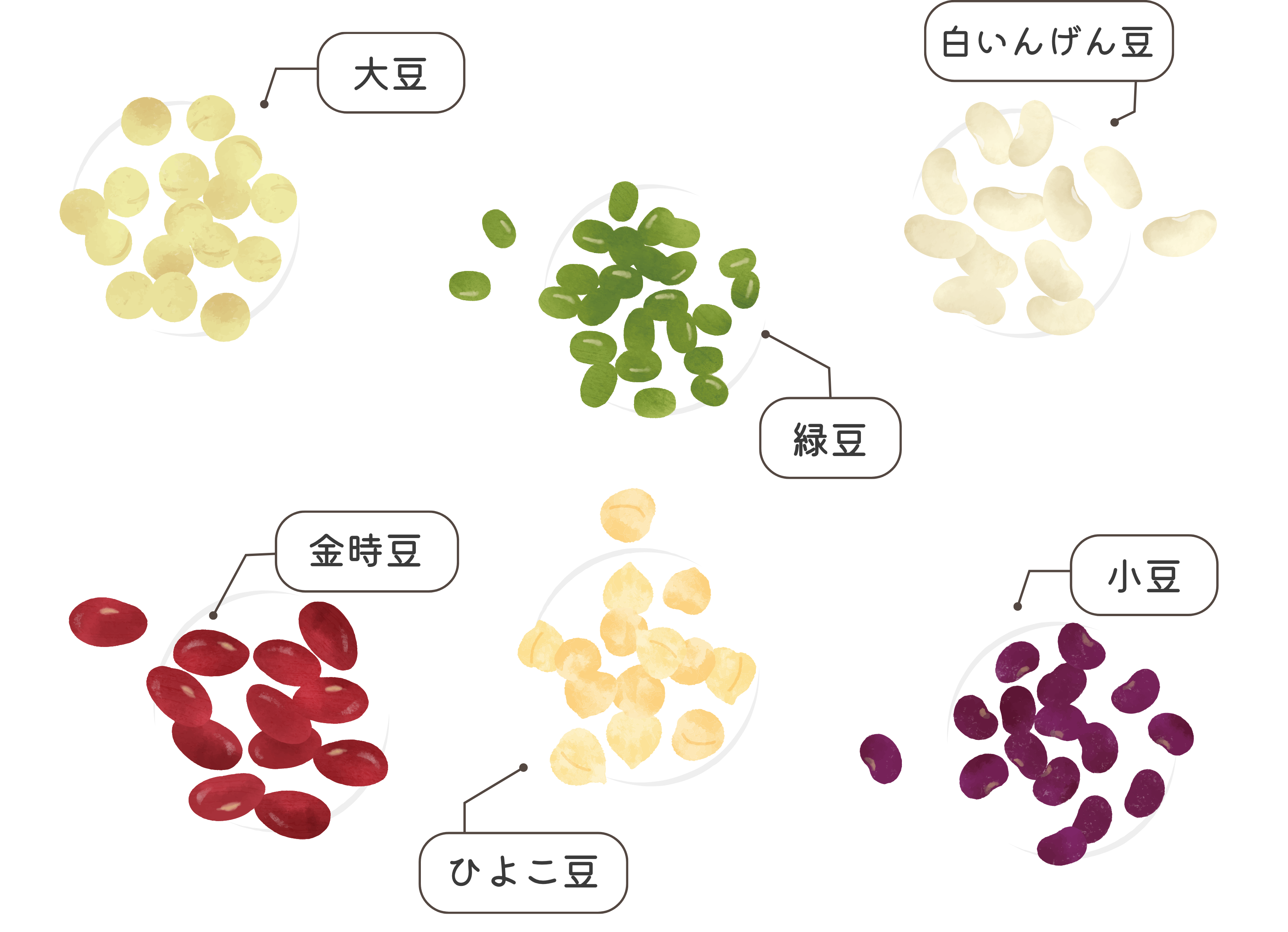 お豆の種類