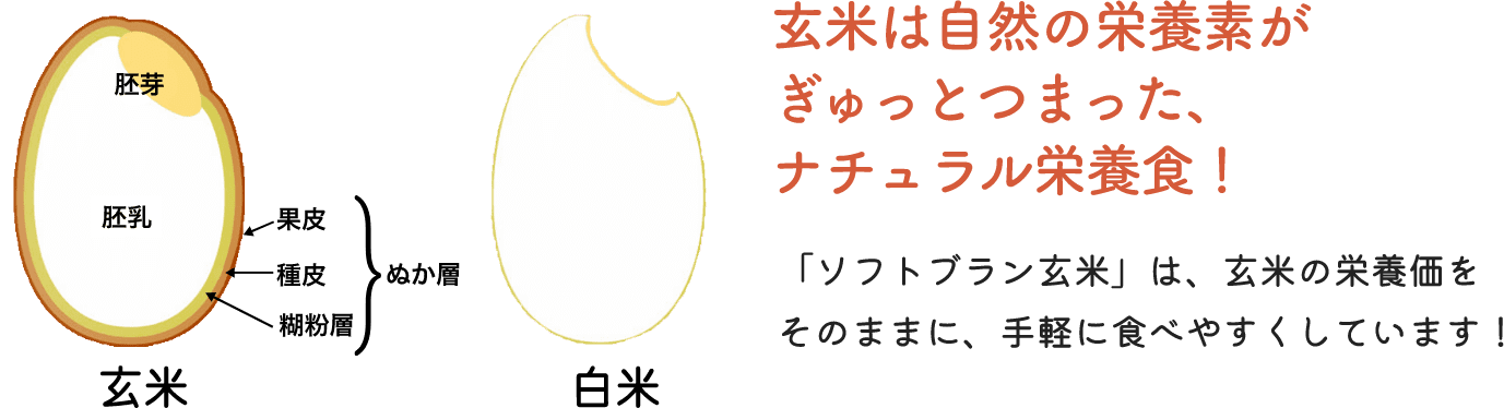 玄米って何がいいの?説明画像01