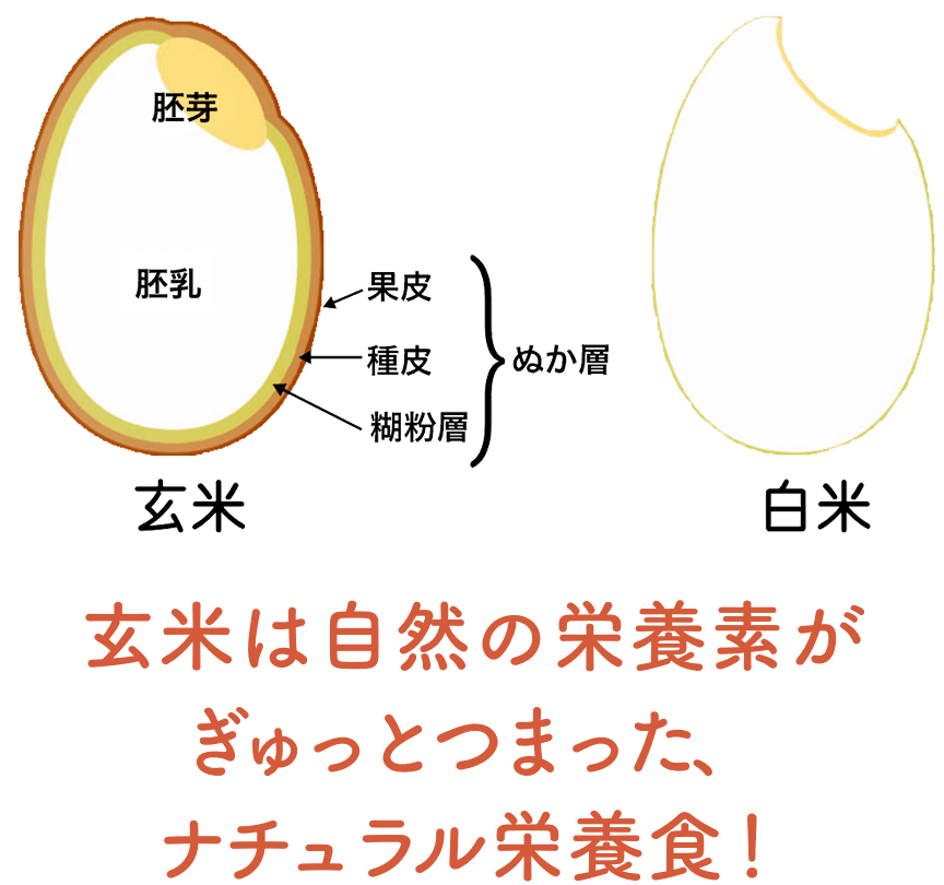 玄米って何がいいの?説明画像01