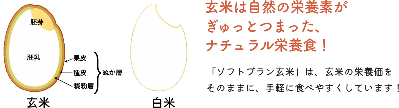 玄米って何がいいの?説明画像01