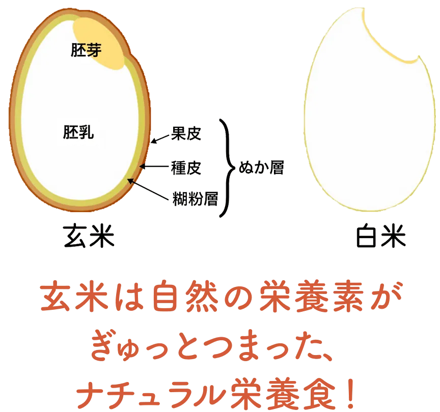 玄米って何がいいの?説明画像01