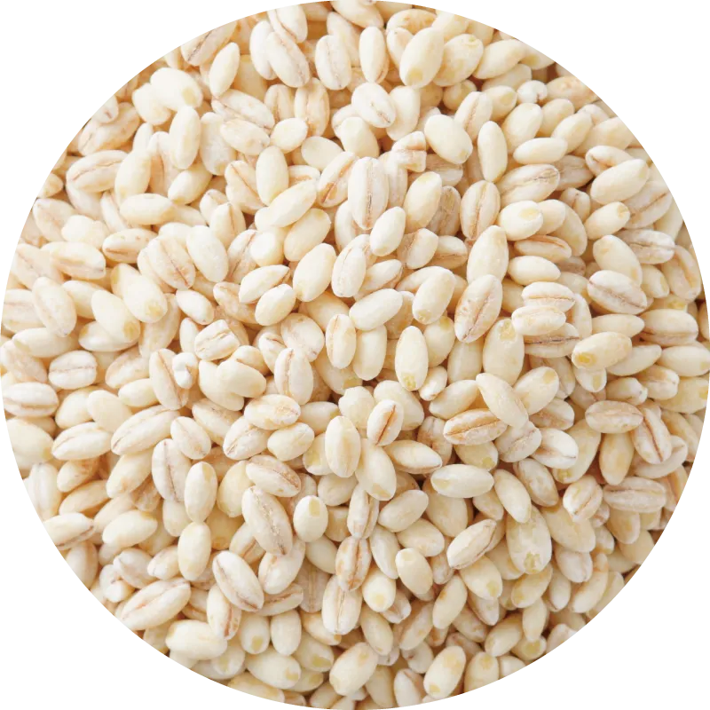 もち麦（キラリモチ）